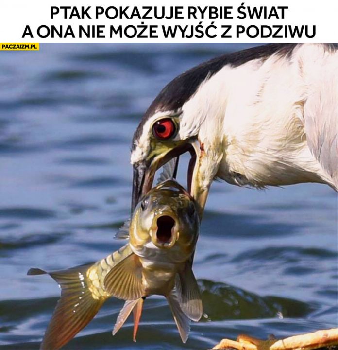 Ptak pokazuje rybie świat a ona nie może wyjść z podziwu