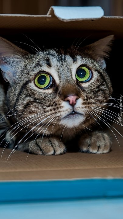 Wystraszony kotek - Tapeta na telefon