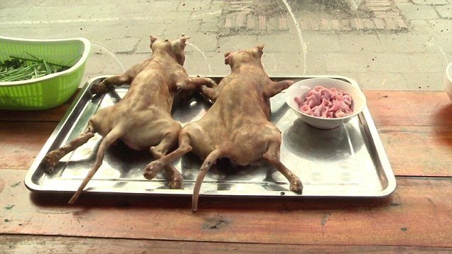 Vietnam sees boom in pet cats being stolen to be served illegally in  restaurants | Daily Mail Online