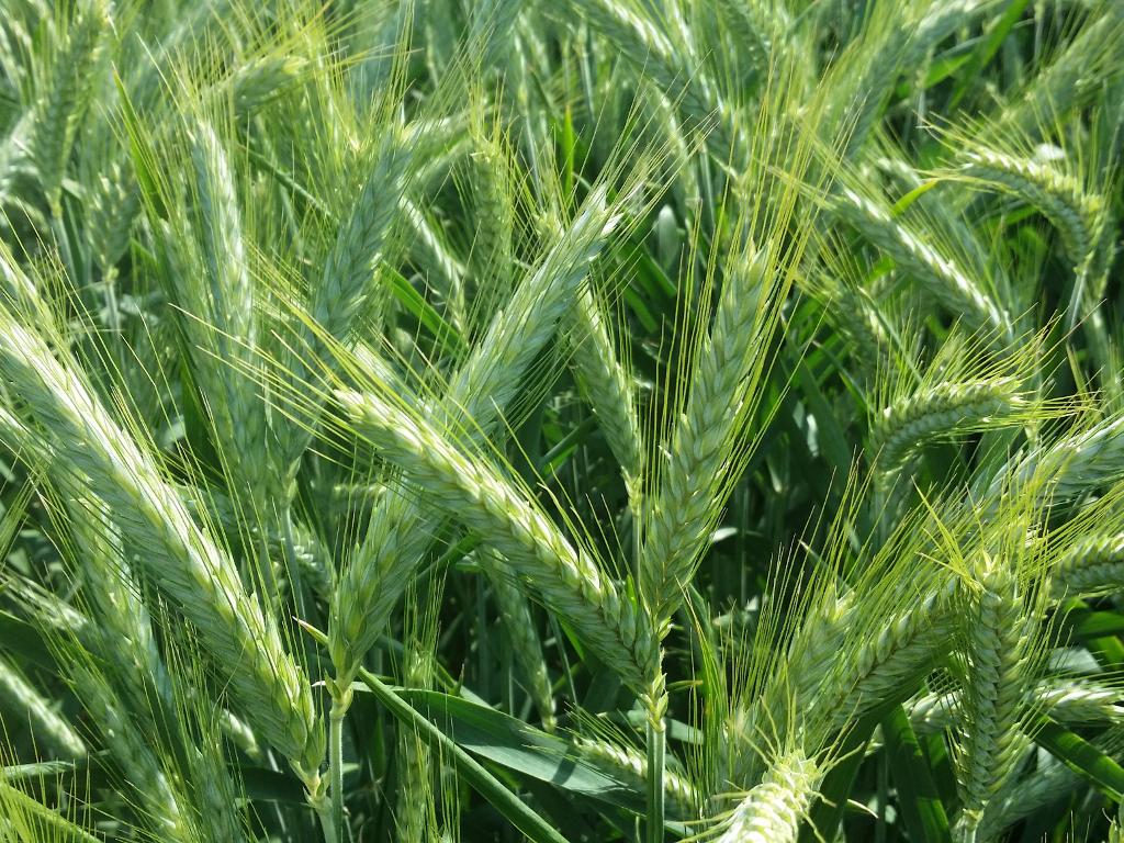 wiele-zalet-pszenzyta-gringo_1441791212_