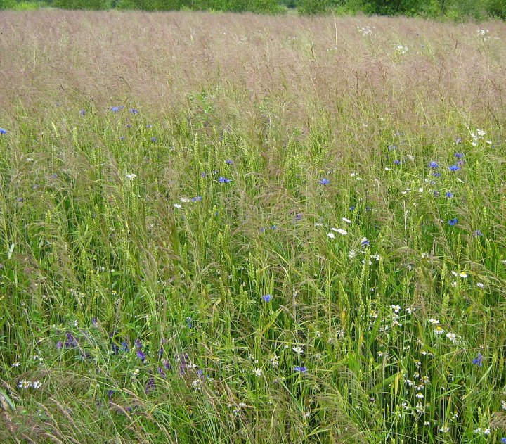 Gdyby nie zwalczać chwastów w pszenicy? Co by się stało?