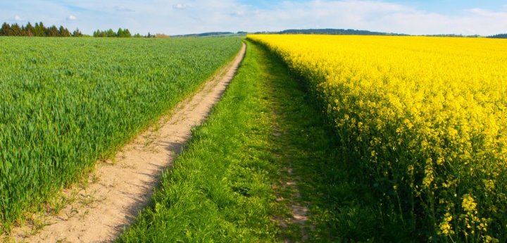 zboza-i-rzepak-pola-pszenicy-kwitnacy-rz