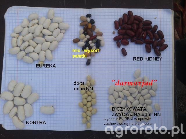 ziarno_odmian_fasoli_l_92da49ffe28af6eae