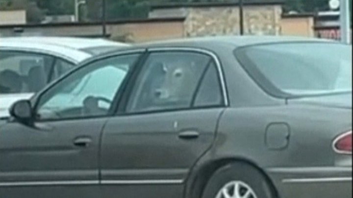 USA. Krowa - pasażerka została gwiazdą internetu. Jechała do McDrive