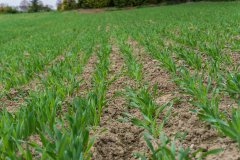 Jęczmień ozimy Titus