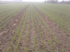 Pszenica bohemia c 1