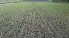 Pszenica ozima Balitus