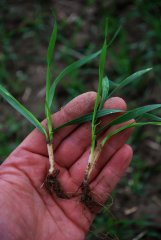 Pszenica ozima hondia