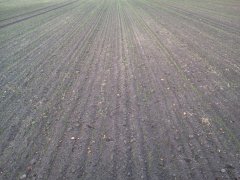 Pszenica Ozima Hondia