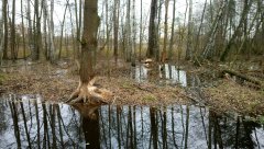 Drzewa pogryzione przez bobry 