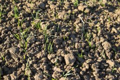 Hondia - 16.11.2017r.