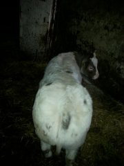 Jałówka błękitno-niebieska 50%