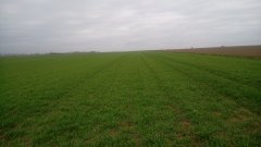 Jeczmien oz. Mix odmianowy Gloria+Kosmos