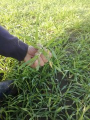 Jęczmień ozimy Gloria