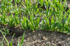 Jęczmień ozimy Titus - 04.11.2017