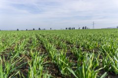 Jęczmień ozimy Titus - 04.11.2017