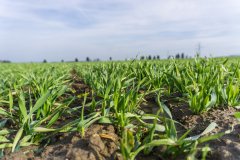 Jęczmień ozimy Titus - 04.11.2017