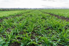 Jęczmień ozimy Titus - 18.11.2017