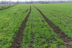 Jęczmień ozimy Titus - 18.11.2017