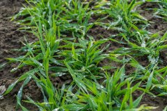 Jęczmień ozimy Titus - 18.11.2017