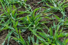 Jęczmień ozimy Titus - 18.11.2017