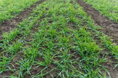 Jęczmień ozimy Titus - 18.11.2017