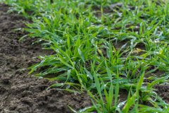 Jęczmień ozimy Titus - 18.11.2017