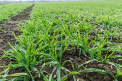 Jęczmień ozimy Titus - 18.11.2017