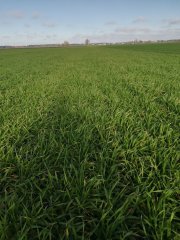 Jęczmień zimowy Quadriga. 