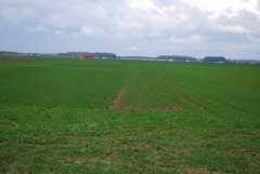 Małe pole doswiadczalne z pszenicą ozimą