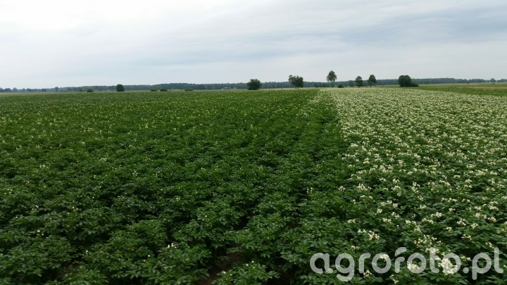 Rośliny okopowe - Galeria rolnicza agrofoto
