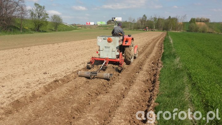 Rośliny okopowe - Galeria rolnicza agrofoto