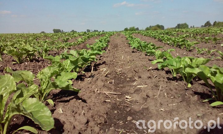Rośliny okopowe - Galeria rolnicza agrofoto