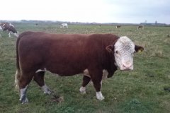 Mój czołowy Franek