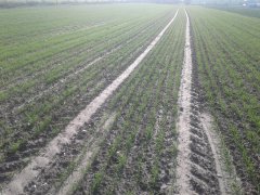 pszenica kilimanjaro