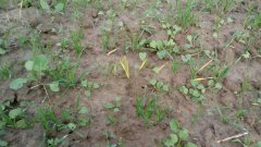 pszenica ozima Bogatka