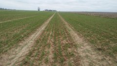 Pszenica ozima Delawar