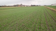 Pszenica ozima Julius