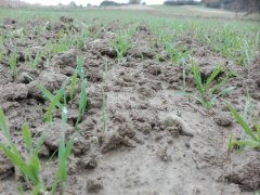 Pszenica ozima LINUS