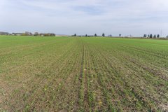 Pszenica ozima Patras 04.11.2017