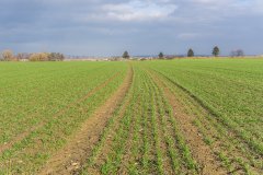 Pszenica ozima Patras zaprawiana Systiva- 18.11.2017