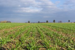 Pszenica ozima Patras zaprawiana Systiva- 18.11.2017