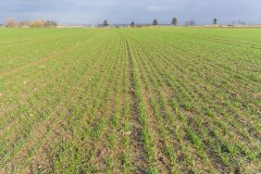 Pszenica ozima Patras zaprawiana Systiva- 18.11.2017