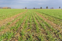 Pszenica ozima Patras zaprawiana Systiva- 18.11.2017