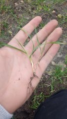 Pszenica ozima Pilgrim