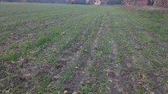 Pszenica ozima Pilgrim