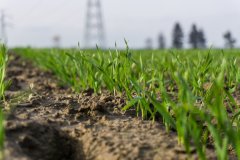 Pszenica ozima Rivero 04.11.2017