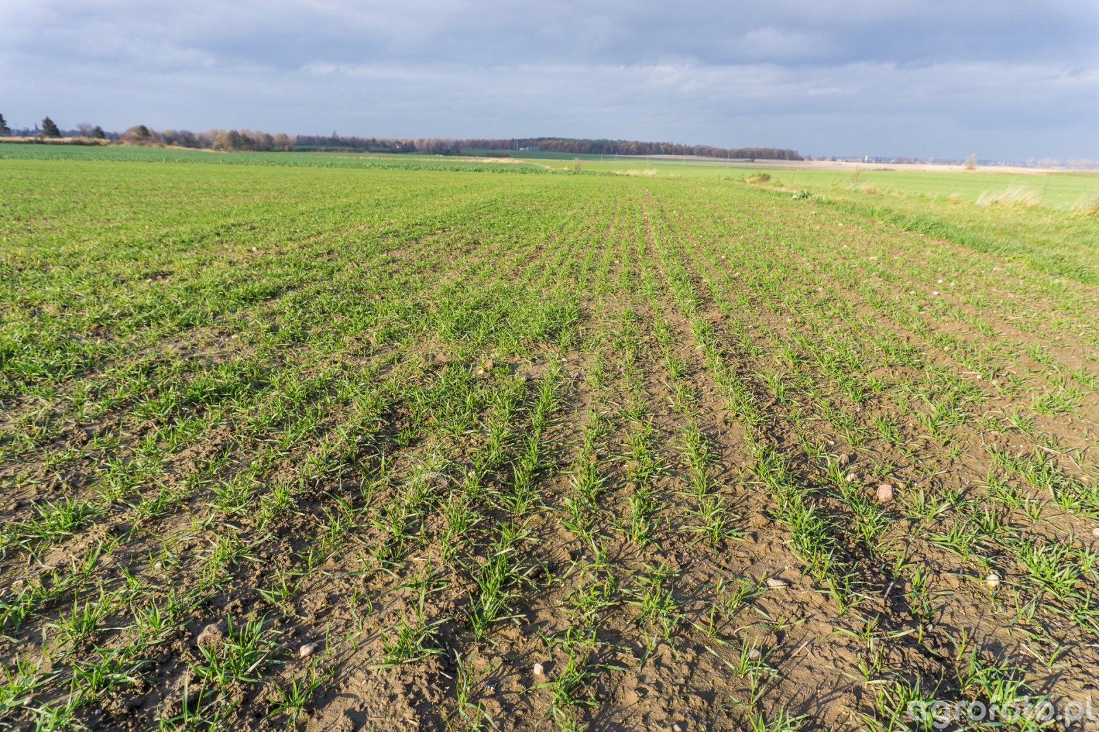 Pszenica ozima Rivero z zaprawą Systiva - 18.11.2017