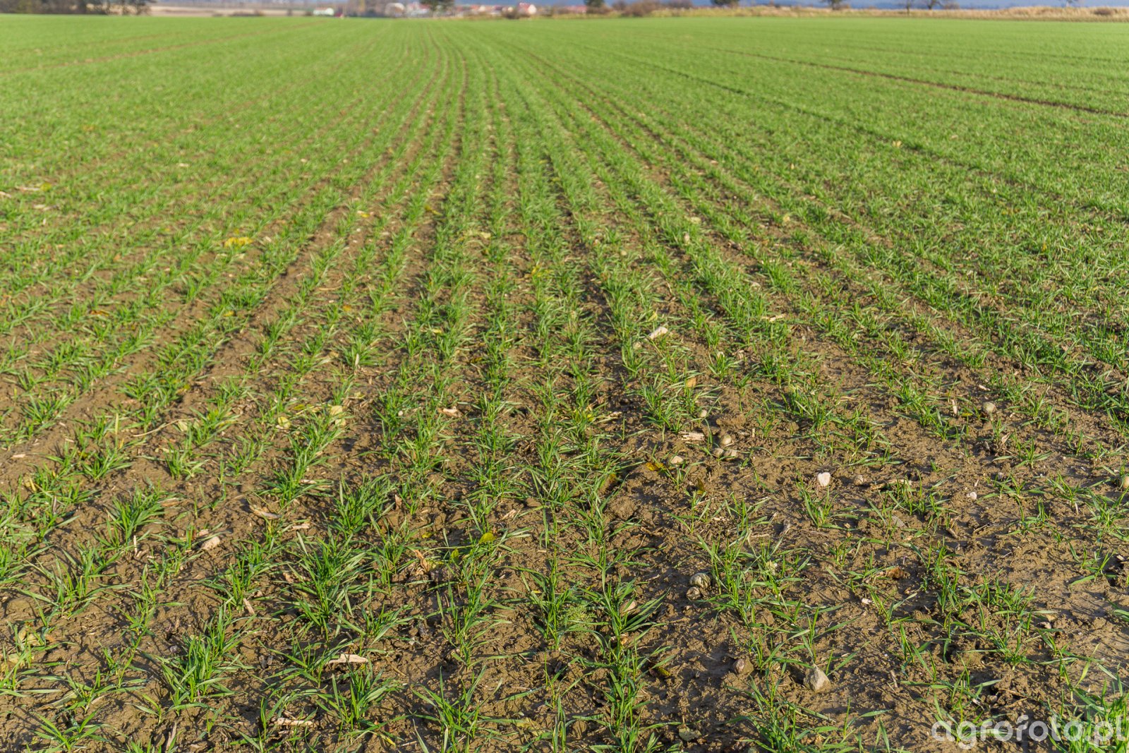 Pszenica ozima Rivero z zaprawą Systiva - 18.11.2017