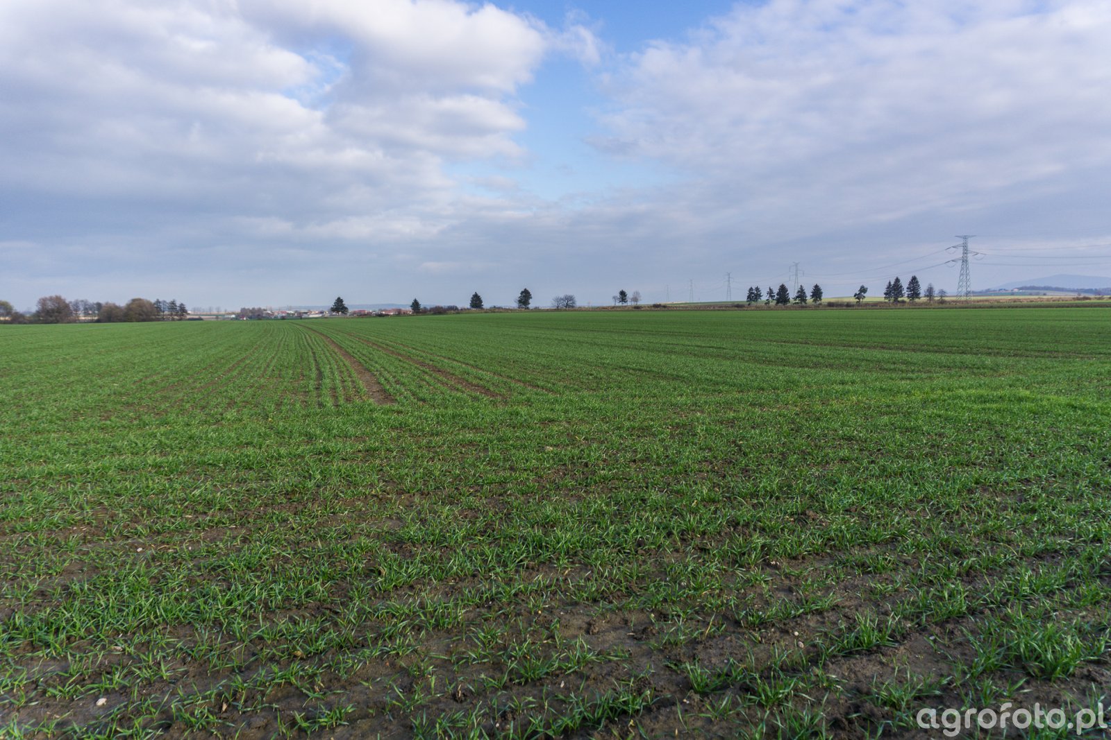 Pszenica ozima Rivero z zaprawą Systiva - 18.11.2017